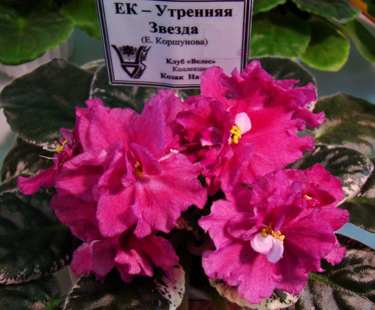 DSC00984.JPG