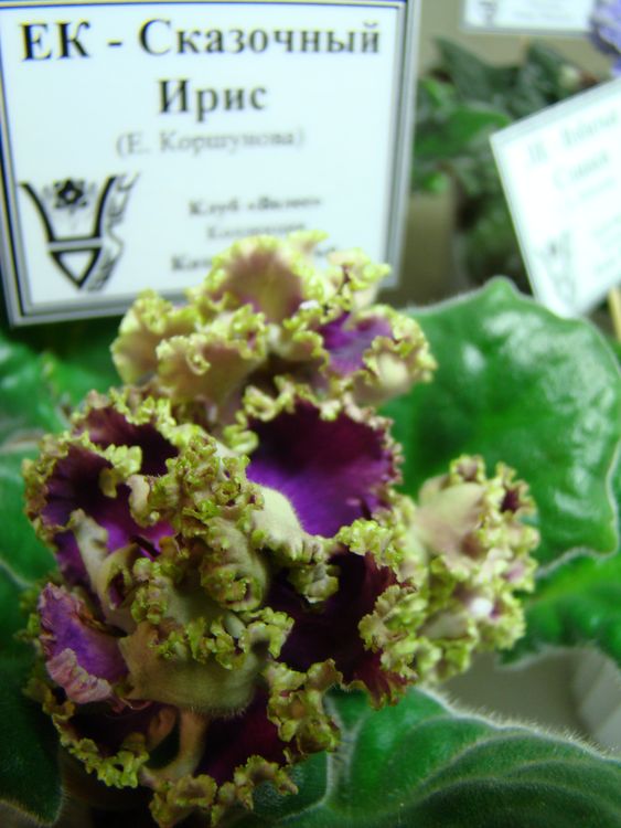 DSC00992.JPG