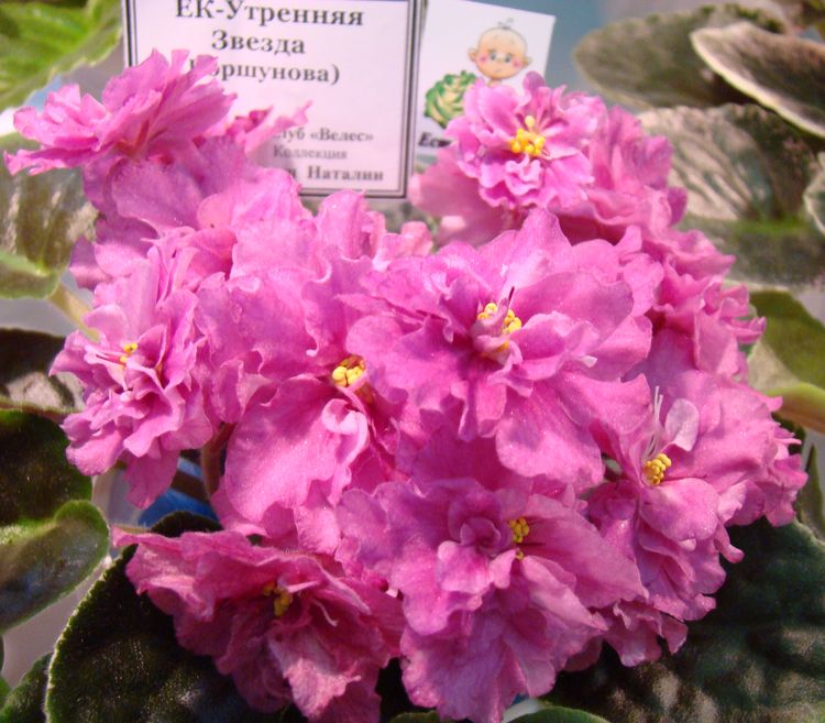 DSC01024.JPG