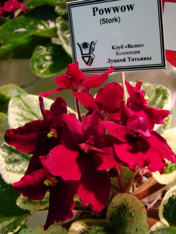 DSC01034.JPG