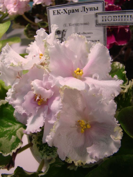 DSC01043.JPG