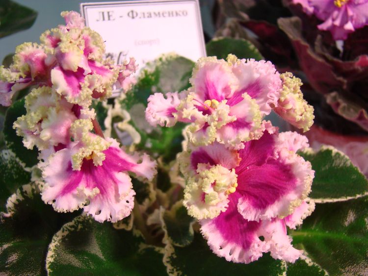 DSC01045.JPG