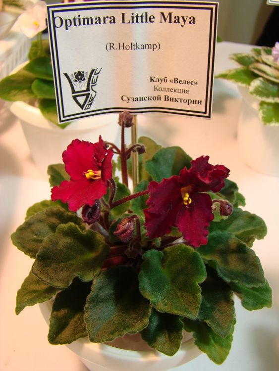 DSC01055.JPG