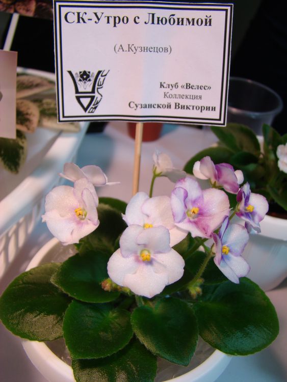 DSC01061.JPG