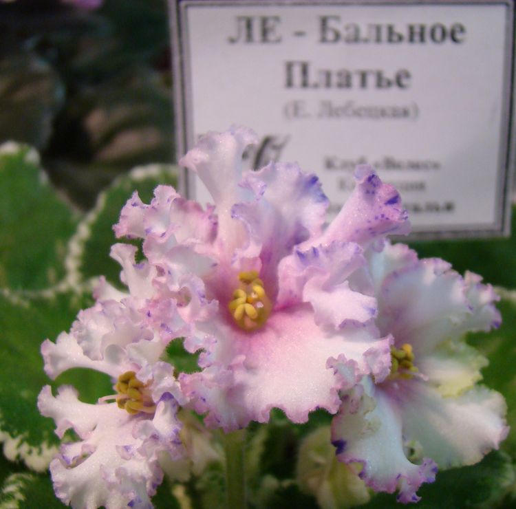 DSC01067.JPG