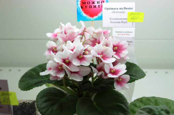 Optimara my Desire.jpg