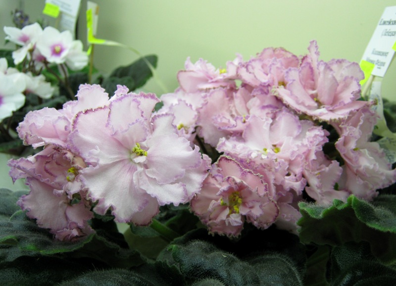 ЛЕ-Елисейские Поля, Федорова.JPG