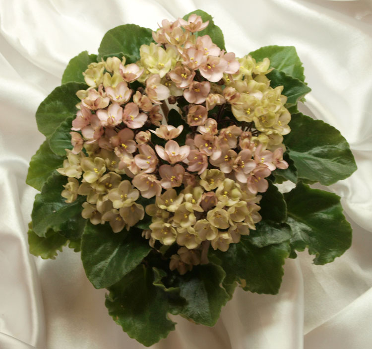 Emerald Pink.jpg
