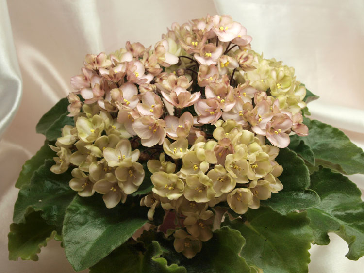 Emerald Pink_.jpg