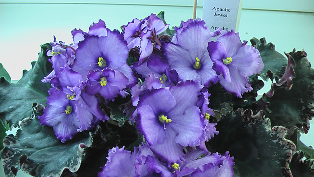 Apache Jewel.JPG