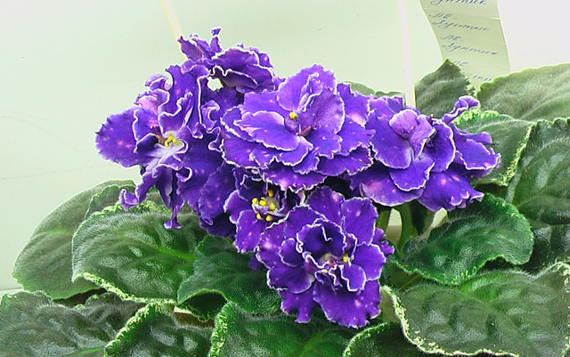 ЛЕ-Лунтик.JPG