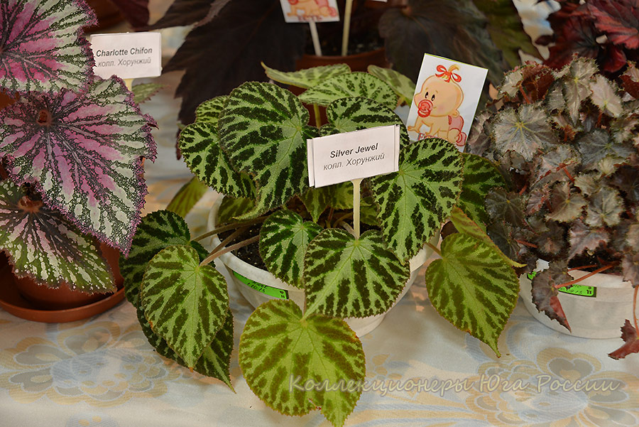 DSC_3661.jpg