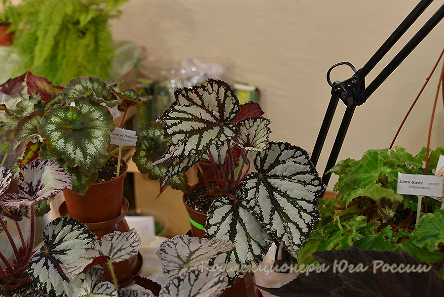 DSC_3664.jpg