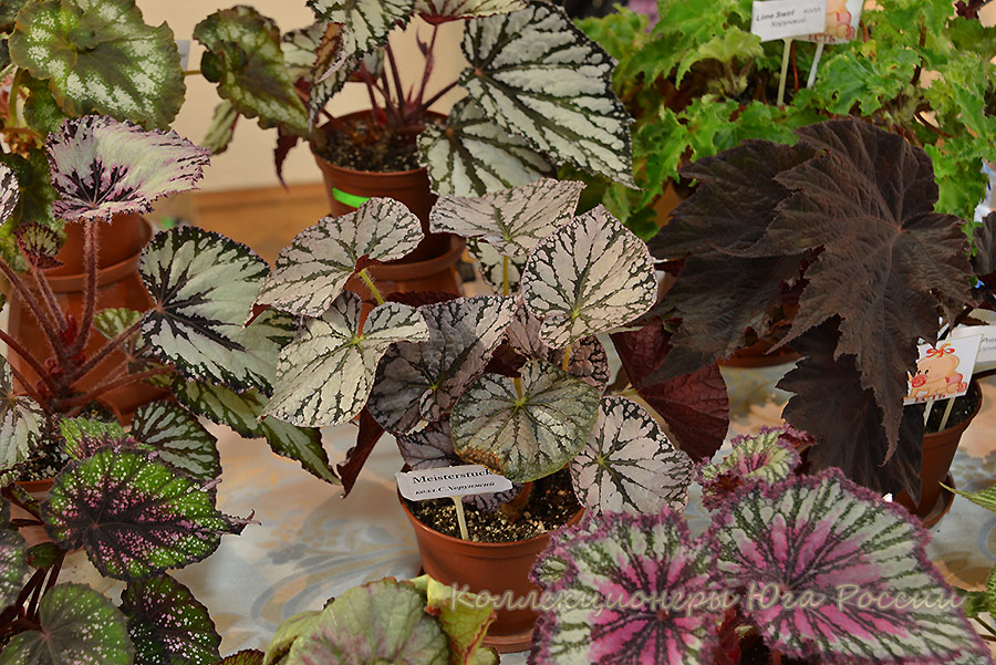 DSC_3666.jpg