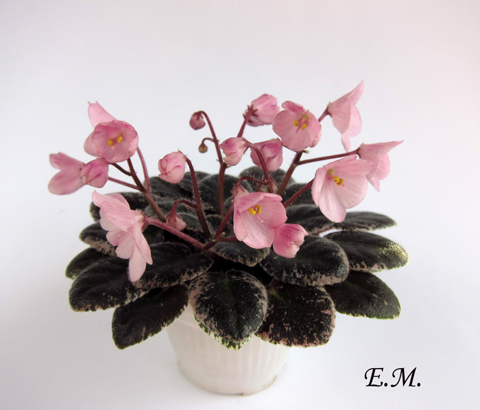 Joy's-Pink-Halo.jpg