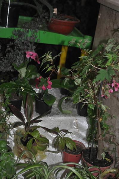 DSC_6459.JPG