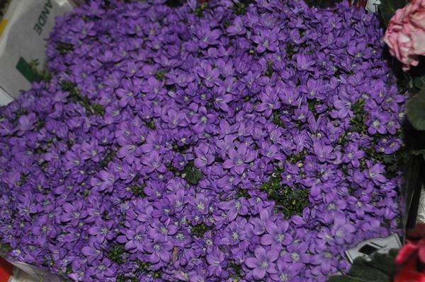 DSC_6471.JPG