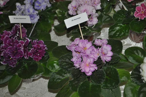 DSC_6509.JPG