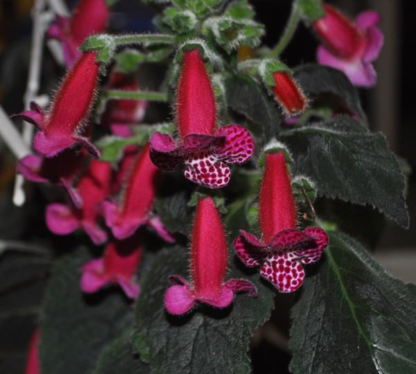 DSC_6518.JPG