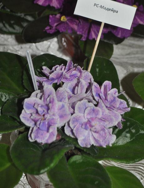 DSC_6524.JPG