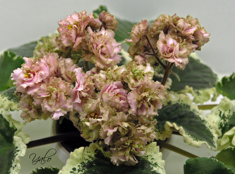 Ma's Corsage.jpg