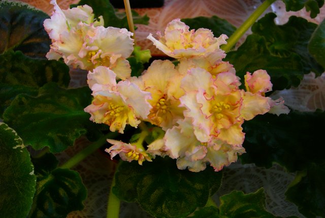 Sunkist Rose_rs.jpg