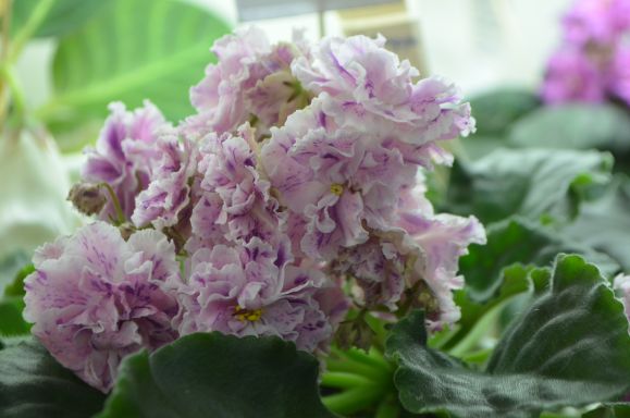 DSC_0167.jpg