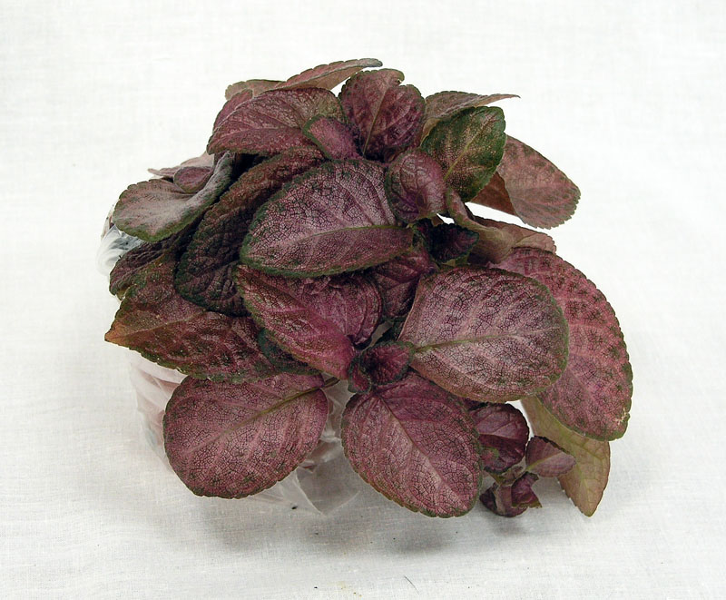 1 место – эписция Country Clown, колл. Л. Лысенко