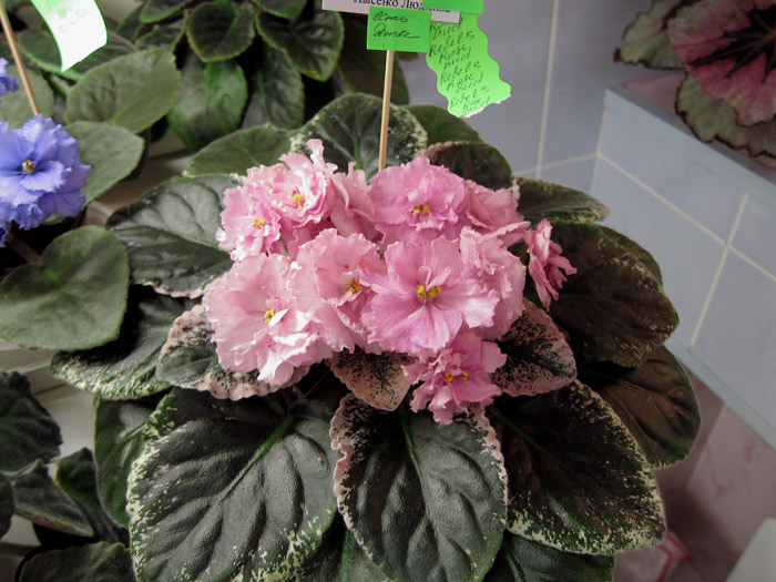 Rebel's-Rose-Bud.jpg
