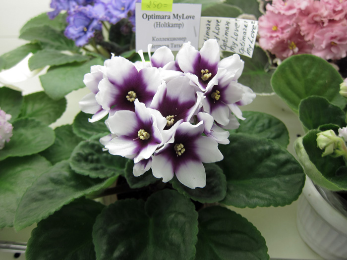 Optimara-MyLove-(Петрова).jpg