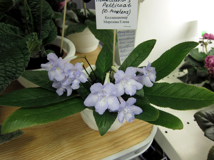 Heartland's-Petticoat.jpg