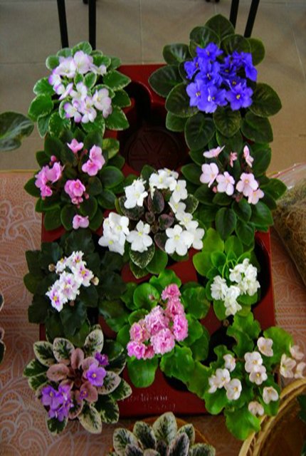 Миньки_rs _rs .jpg