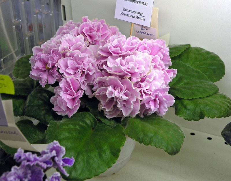 ЕК-Любаша