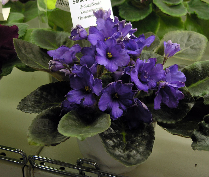 Senk's Big Bells