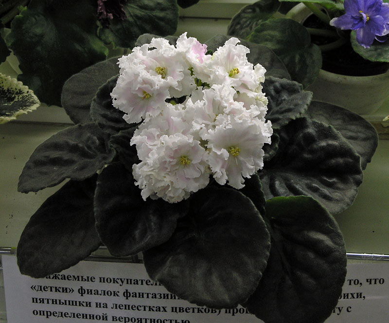 РС-Избранная, колл. О. Артёмова
