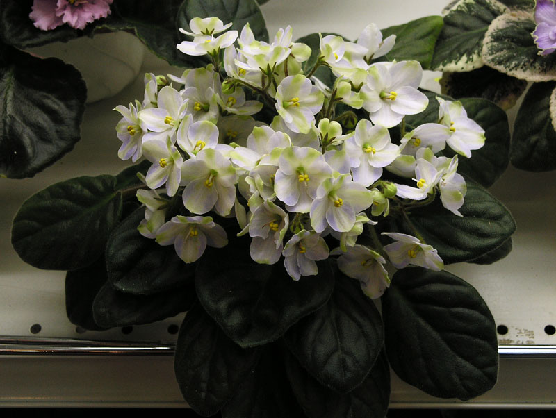 Emerald City