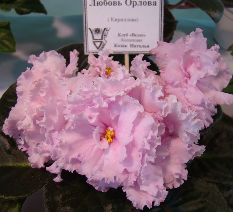 DSC01425.jpg