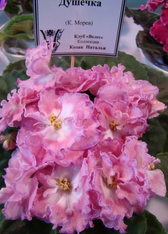 DSC01427.jpg