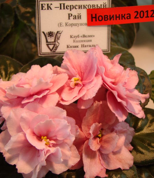 DSC01434.jpg