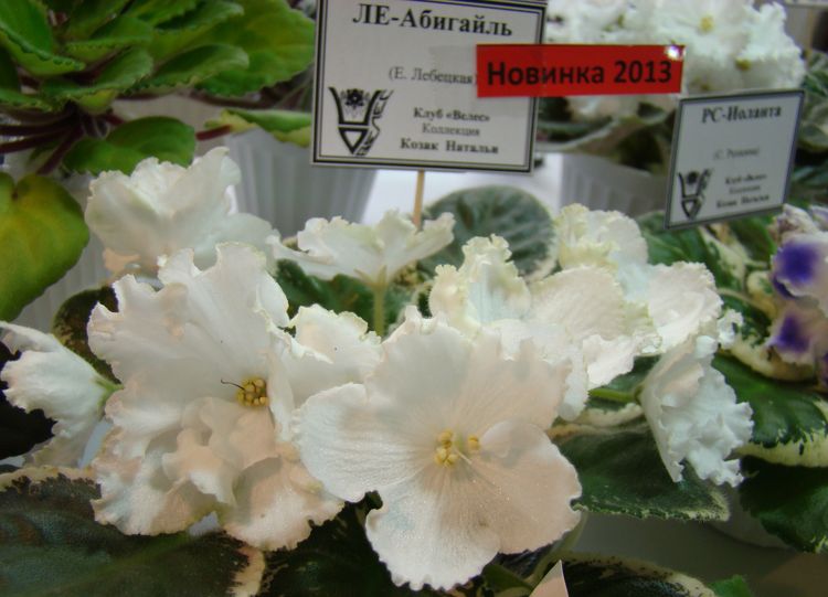 DSC01445.jpg