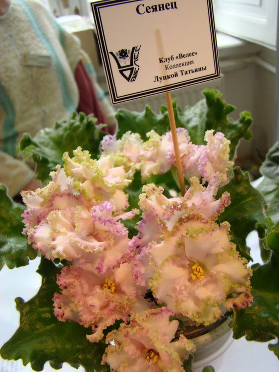 DSC01438.jpg