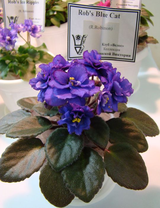DSC01452.jpg