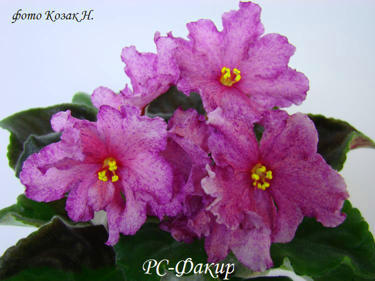 DSC01344.jpg