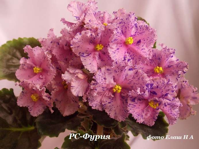 DSCN5413.jpg