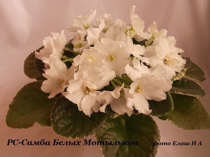 DSCN5423.jpg