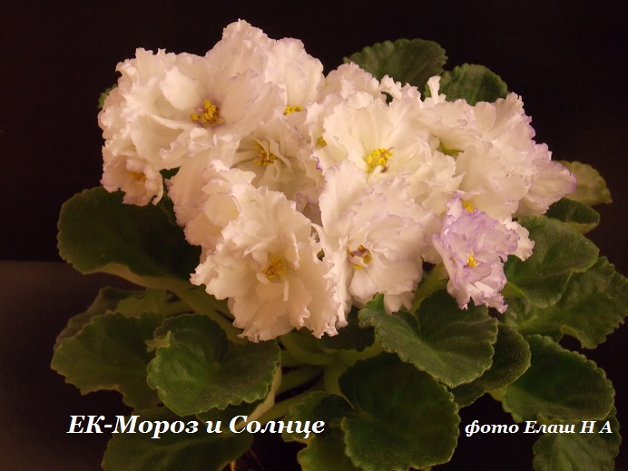 DSCN5437.jpg