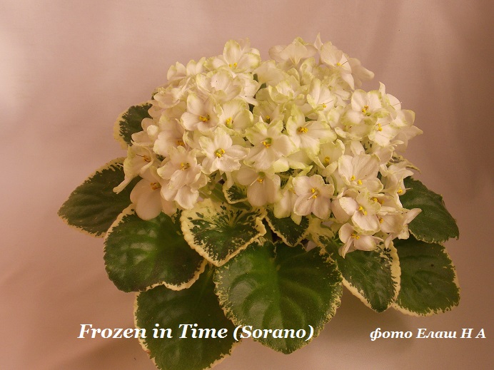 DSCN5452.jpg