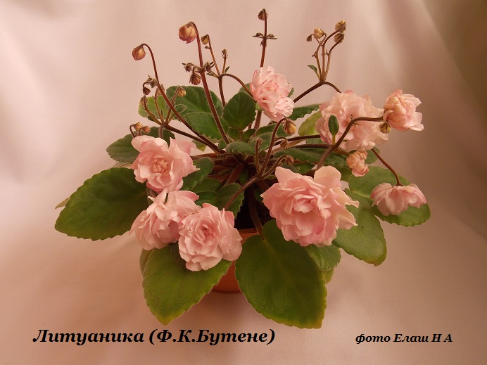 DSCN5501.jpg