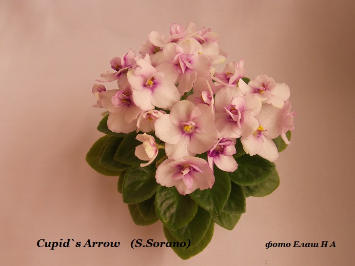 DSCN5522.jpg