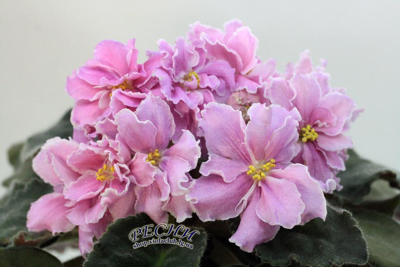 IMG_2014 копия.jpg